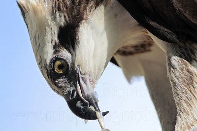 _MG_3499 Eastern Osprey.jpg