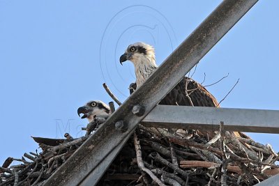 Eastern Osprey: on nest - Top End, Northern Territory, Australia