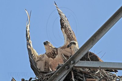 _MG_4475 Eastern Osprey.jpg