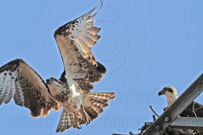 _MG_4477 Eastern Osprey.jpg