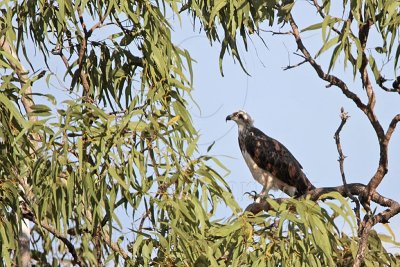 _MG_4553 Eastern Osprey.jpg