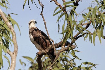 _MG_4719 Eastern Osprey.jpg