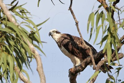 _MG_4752 Eastern Osprey.jpg