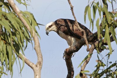 _MG_4760 Eastern Osprey.jpg
