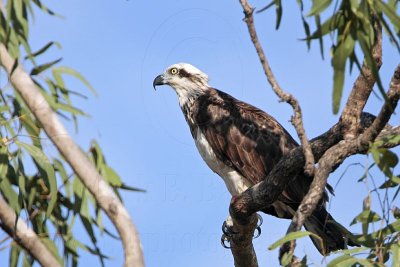 _MG_4806 Eastern Osprey.jpg
