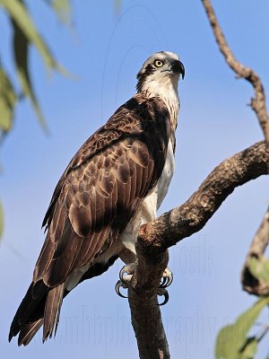 Eastern Osprey: on perch - Top End, Northern Territory, Australia