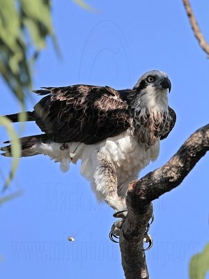 Eastern Osprey: defecating - Top End, Northern Territory, Australia