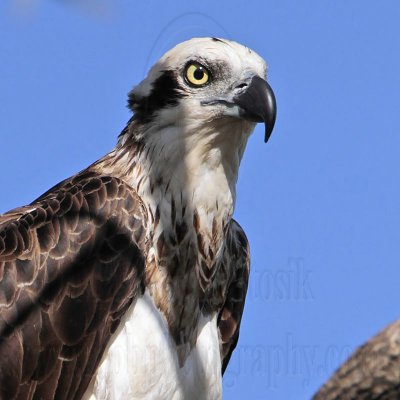 _MG_5142 Eastern Osprey.jpg