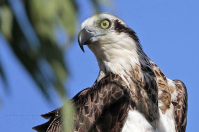 _MG_5143 Eastern Osprey.jpg