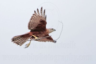 Red Goshawk: on wing - Top End, Northern Territory, Australia