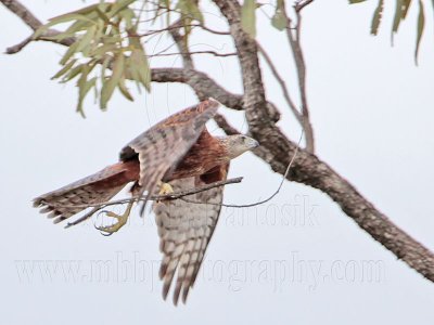 _MG_0036 Red Goshawk female.jpg