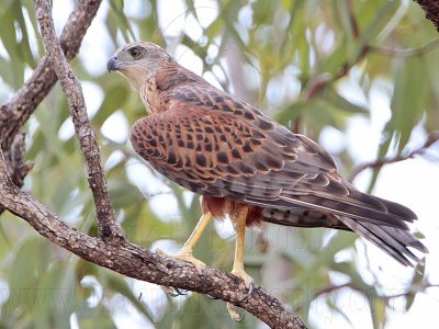 _MG_0076 Red Goshawk female.jpg