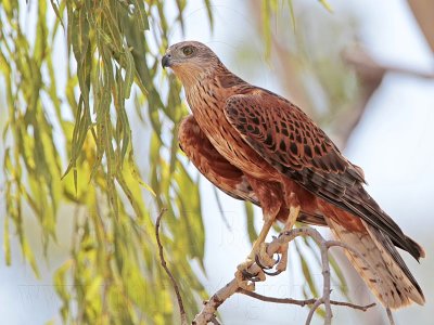 _MG_0180 Red Goshawk female.jpg