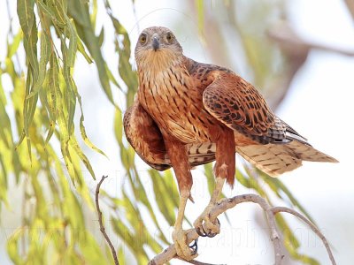 Red Goshawk: female on perch - Top End, Northern Territory, Australia