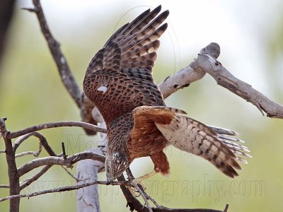 _MG_0331 Red Goshawk female.jpg