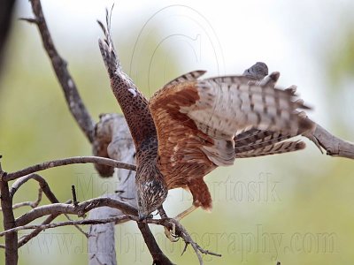 _MG_0333 Red Goshawk female.jpg