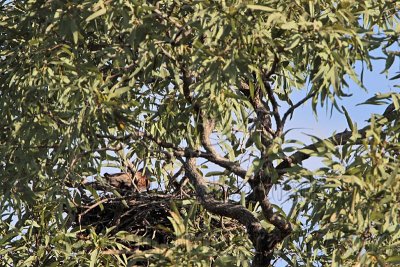 _MG_1279 Red Goshawk female.jpg
