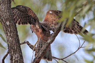 _MG_9714 Red Goshawk female.jpg