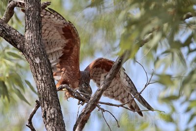 _MG_9744 Red Goshawk female.jpg