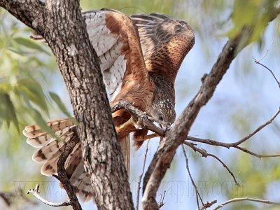 _MG_9768 Red Goshawk female.jpg
