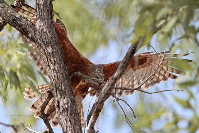 _MG_9769 Red Goshawk female.jpg