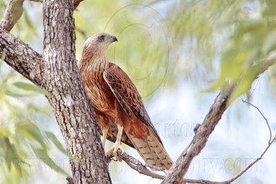_MG_9822 Red Goshawk female.jpg