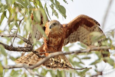 _MG_9873 Red Goshawk female.jpg
