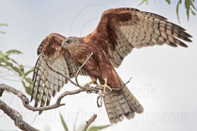 _MG_9923 Red Goshawk female.jpg