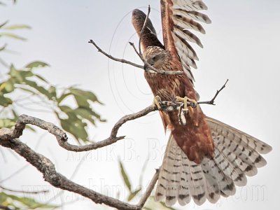 _MG_9929 Red Goshawk female.jpg