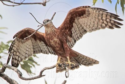 _MG_9934 Red Goshawk female.jpg