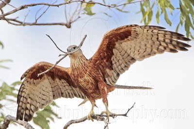 _MG_9935 Red Goshawk female.jpg