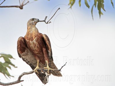 _MG_9944 Red Goshawk female.jpg