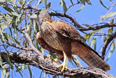 _MG_2376 Red Goshawk female.jpg