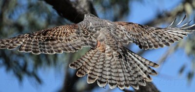 _MG_2400 Red Goshawk female.jpg