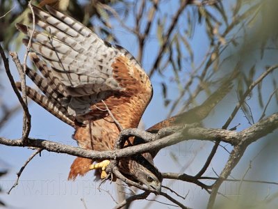 Red Goshawk: female collecting nest material - Top End, Northern Territory, Australia