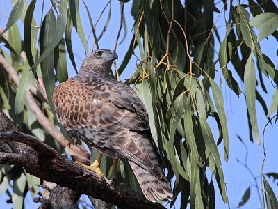 _MG_2689 Red Goshawk female.jpg