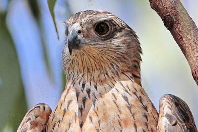 _MG_2834 Red Goshawk female.jpg