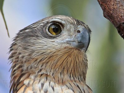 _MG_2860 Red Goshawk female.jpg