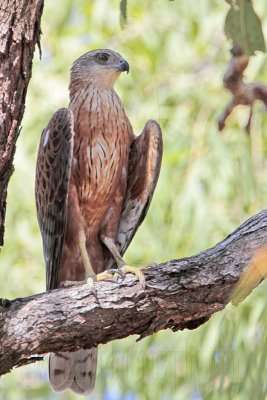 Red Goshawk: male on perch - Top End, Northern Territory, Australia