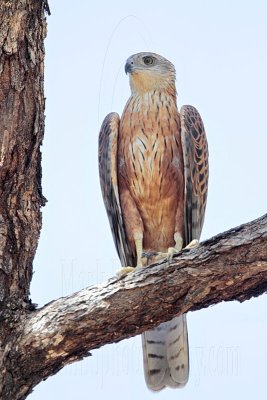 _MG_2282 Red Goshawk male.jpg