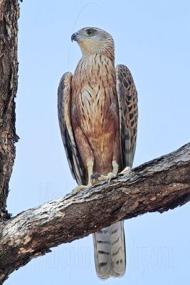 _MG_2326 Red Goshawk male.jpg