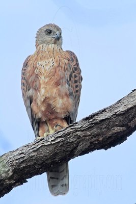 _MG_3149 Red Goshawk male.jpg