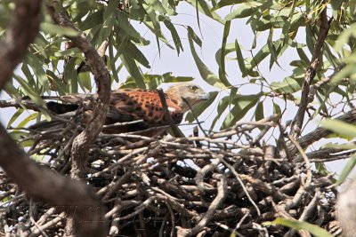 Red Goshawk: on nest - Top End, Northern Territory, Australia