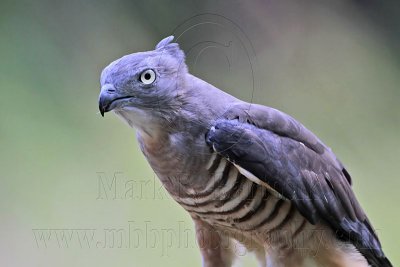 Pacific Baza: Portraits - Top End, Northern Territory, Australia