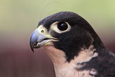 Peregrine Falcon - Falco peregrinus - NT