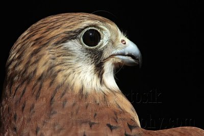 Nankeen Kestrel - Falco cenchroides - NT