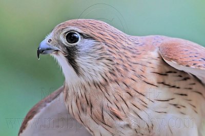 _MG_2409 Nankeen Kestrel.jpg