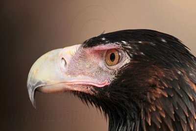 _MG_0756 Wedge-tailed Eagle.jpg