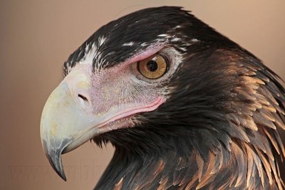 Wedge-tailed - Eagle Aquila audax - NT