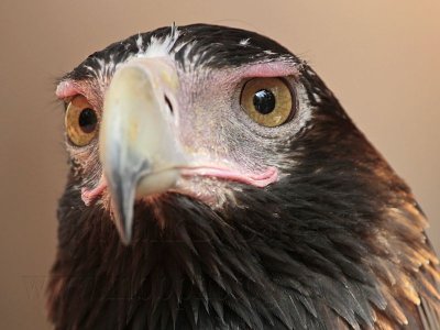 _MG_0768 Wedge-tailed Eagle.jpg